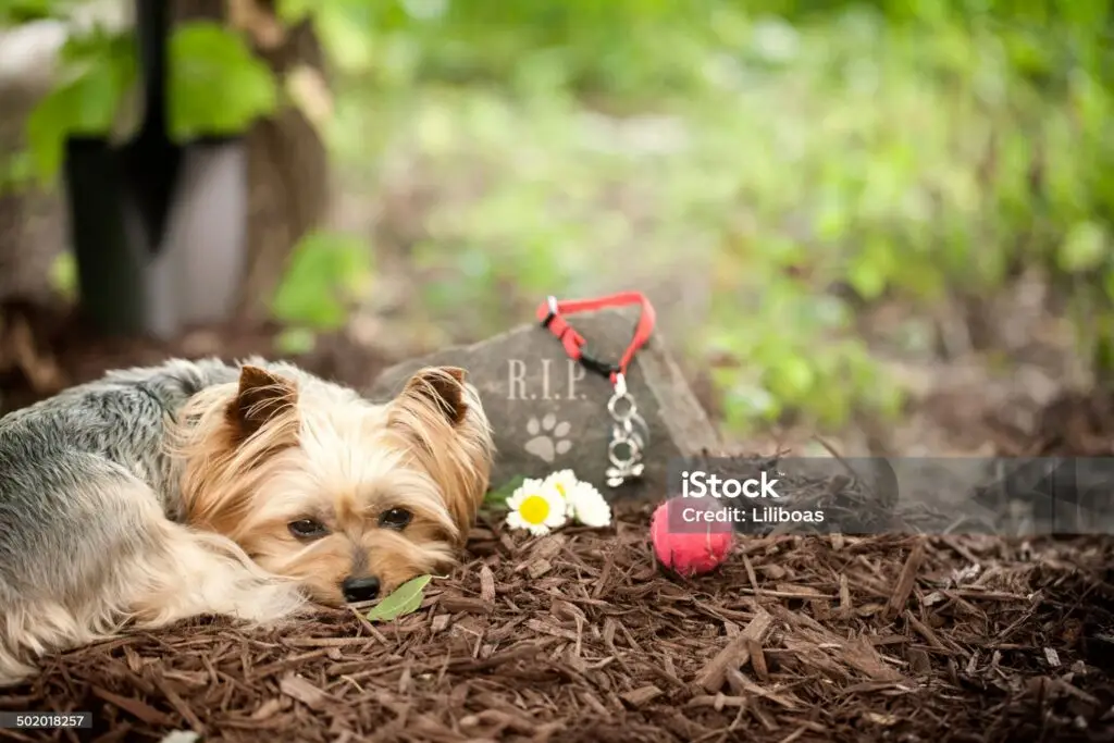 Dog 1024x683